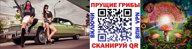 наркотики  Городовиковск  Псилоцибиновые грибы мицелий 